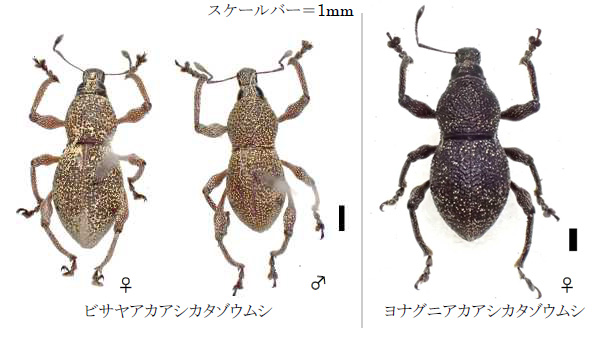 ビサヤアカアシカタゾウムシ（左）・ヨナグニアカアシカタゾウムシ（写真提供：沖縄県病害虫防除技術センター）