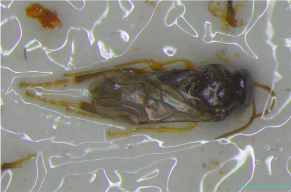 白色粘着トラップで捕獲された成虫