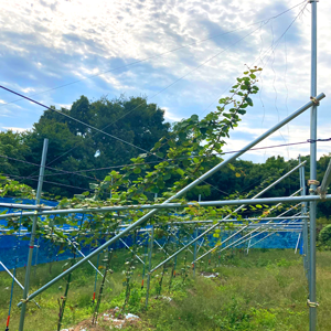 ジャパンキウイのキウイ園地 (香川県)