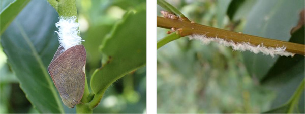 左から、写真1：チャに産卵する成虫、写真2：ブルーベリーにおける産卵痕（提供：埼玉県病害虫防除所）