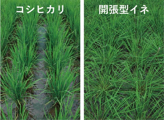 雑草の生育を抑制する「開張型」イネを開発