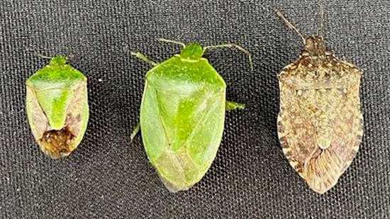 果樹カメムシ類（左からチャバネアオカメムシ、ツヤアオカメムシ、クサギカメムシ）（写真提供：広島県西部農業技術指導所）