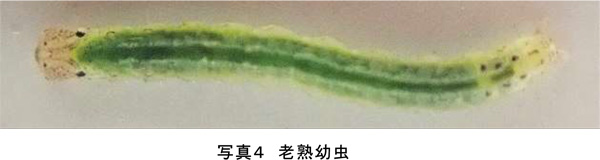 写真4：老熟幼虫（提供：京都府病害虫防除所）