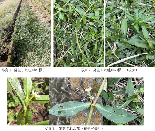 写真1：発生した畦畔の様子、写真2：発生した畦畔の様子（拡大）、写真3：確認された花（花柄が長い）（提供：群馬県農業技術センター）