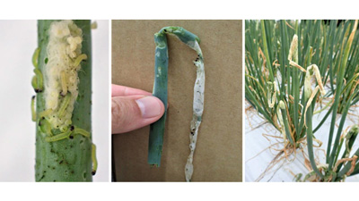 図2：シロイチモジヨトウによるネギの食害（提供：三重県病害虫防除所）s.jpg