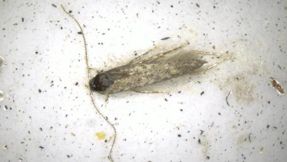 フェロモントラップで誘殺された成虫（写真提供：農林水産省横浜植物防疫所）