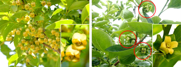 カキの雄花（左：「禅寺丸」）と雌花（右：「富有」）
