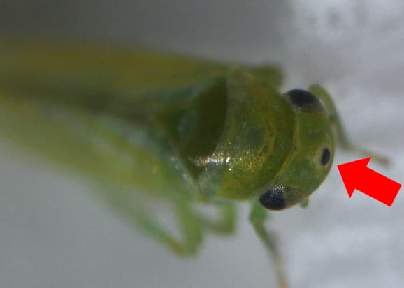 モモヒメヨコバイ成虫の頭頂部の黒点（写真提供：熊本県病害虫防除所）