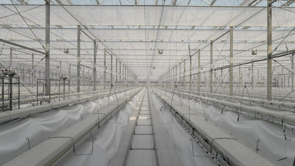 茨城県常総市で完工した日本最大級のミニトマトの生産拠点