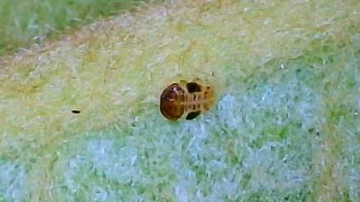 ビワキジラミ幼虫（写真提供：奈良県病害虫防除所）