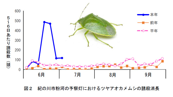 紀の川市粉河の予察灯におけるツヤアオカメムシの誘殺消長（写真提供：和歌山県農作物病害虫防除所）
