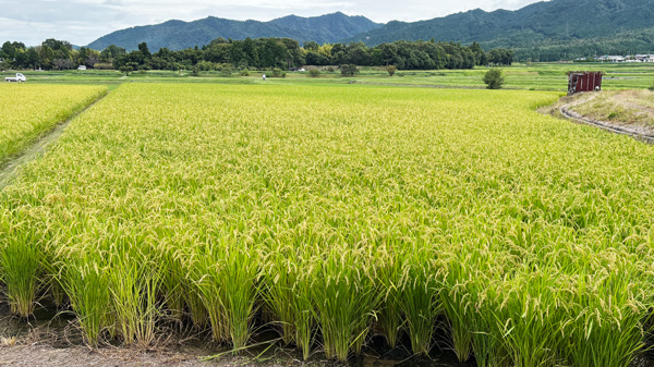 移植と変わらないほ場の様子