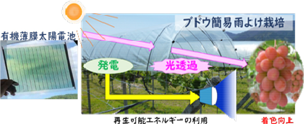 有機薄膜太陽電池で発電した電力をブドウの着色に活用　実証実験を開始　山梨県