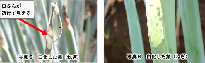 写真5、6：白化した葉（ねぎ）（提供：栃木県農業総合研究センター）