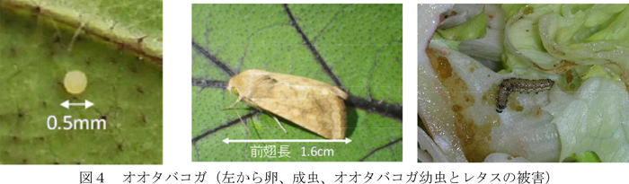 図4：オオタバコガ（左から卵、成虫、オオタバコガ幼虫とレタスの被害）（提供：徳島県）