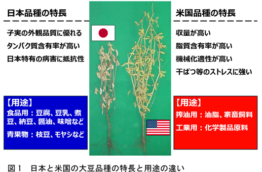 図1：日本と米国の大豆品種の特長と用途の違い