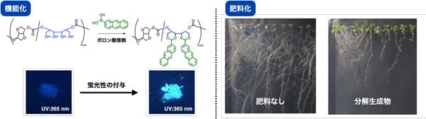 図4左：蛍光性ボロン酸による修飾　図4右：分解生成物を用いたシロイヌナズナの生育実験。分解生成物を加えたもの（右）は、葉が多く生えている