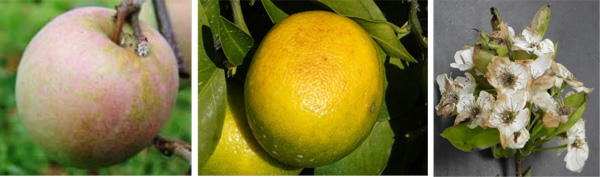 左から、リンゴの着色不良、ウンシュウミカンの日焼け、ニホンナシの晩霜害