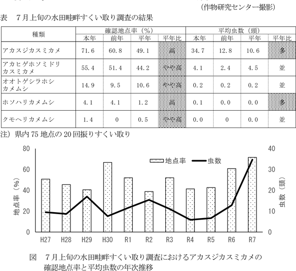 表：7月上旬の水田畦畔すくい取り調査の結果と図：7月上旬の水田畦畔すくい取り調査におけるアカスジカスミカメの確認地点率と平均虫数の年次推移