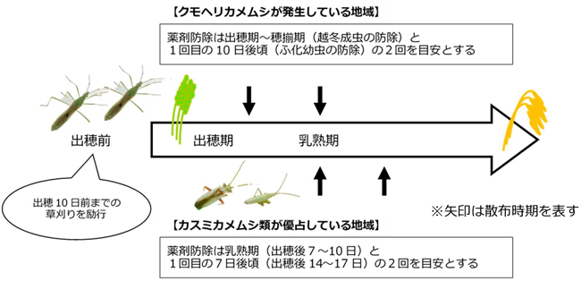 図：斑点米カメムシ類防除時期のイメージ