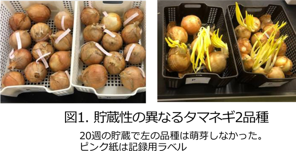 図1： 貯蔵性の異なるタマネギ2品種。20週の貯蔵で左の品種は萌芽しなかった。ピンク紙は記録用ラベル