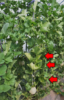 図3：発病株（中～下位葉が黄化：赤矢印）（提供：島根県病害虫防除所）