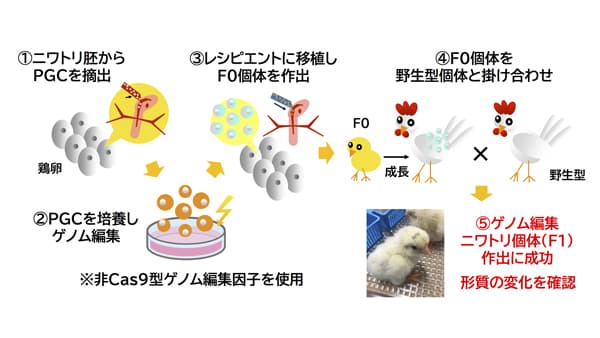 独自のゲノム編集技術でゲノム編集ニワトリ個体の作出に成功　セツロテック