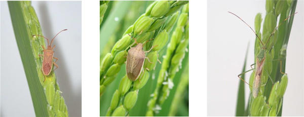 ホソハリカメムシの成虫・イネカメムシの成虫・クモヘリカメムシの成虫（写真提供：島根県病害虫防除所）