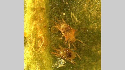 りんごにナミハダニ　県下全域で確認　多発懸念の際は特別散布を　岩手県