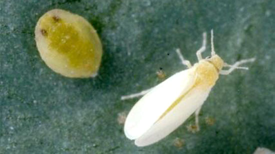 図1：タバココナジラミの幼虫（左）と成虫（写真提供：愛知県農業総合試験場）
