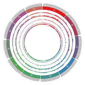 スギの参照ゲノム配列。内側の環から遺伝マーカーの密度、塩基配列の組成（GC含量）、配列の不確かさの割合（N％）、「繰り返し配列」の密度、遺伝子の密度、染色体番号（1~11）、および物理距離（Mb)を表す