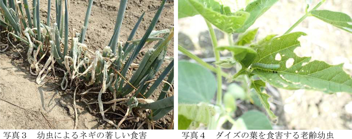 写真3：幼虫によるネギの著しい食害、写真4：ダイズの葉を食害する老齢幼虫（提供：埼玉県病害虫防除所）