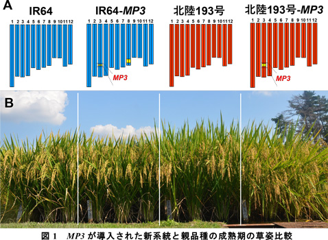 図1:MP3が導入された新系統と親品種の成熟期の草姿比較