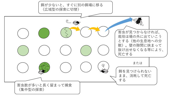 栽培ほ場内に放した天敵昆虫の探索行動と定着の関係性（仮説）