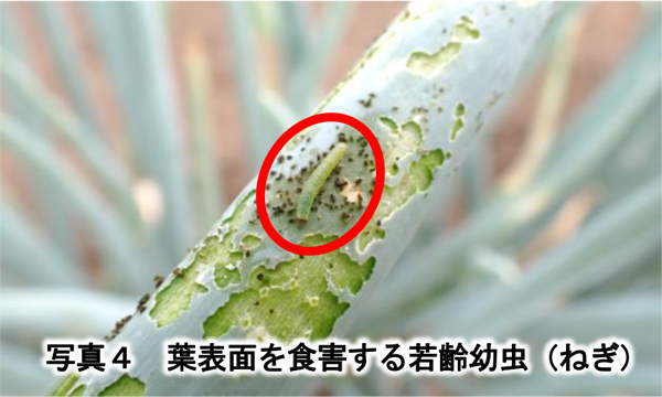 写真4：葉表面を食害する若齢幼虫（ねぎ）（提供：栃木県農業総合研究センター）