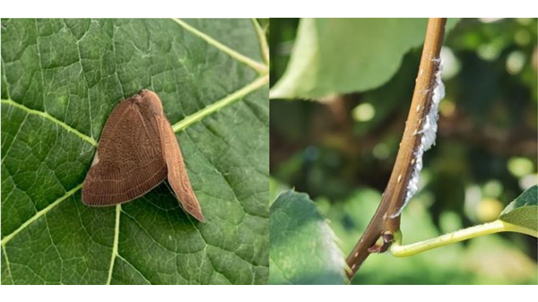 【特殊報】ぶどう、なしにチュウゴクアミガサハゴロモ　県内で初めて確認　栃木県.jpg
