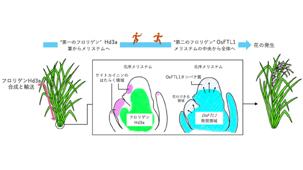 花をつくる新メカニズム「フロリゲン・リレー」を発見　横浜市立大など.jpg
