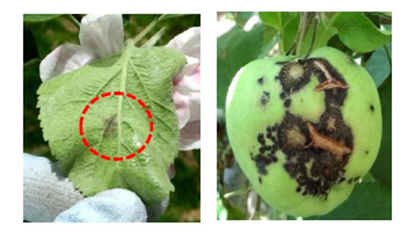 果そう葉の葉裏病斑（左）、果実病斑（写真提供：岩手県病害虫防除所）