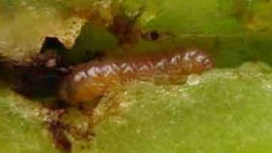 食害中の幼虫（果実）（写真提供：熊本県病害虫防除所）