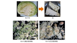 キャベツの芯から新素材　廃棄部位利用で3Dプリント食品の表現力を拡大　農研機構
