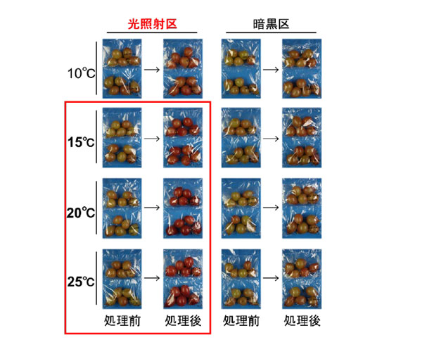 収穫後の光照射と温度処理条件が赤色ブドウ品種「クイーンニーナ」の果皮色に及ぼす影響（処理期間：9日）