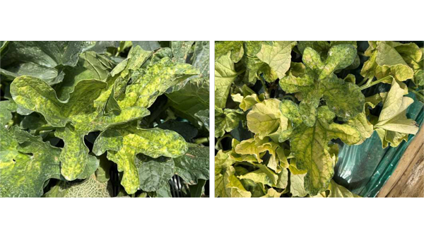 【特殊報】メロンにCABYV　県内で初めて確認　茨城県.jpg