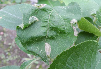 キンモンホソガの被害葉（マイン）（写真提供：岩手県病害虫防除所）