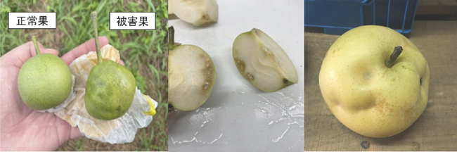【注意報】果樹、果菜類に果樹カメムシ類　県内全域で多発のおそれ　兵庫県02.jpg