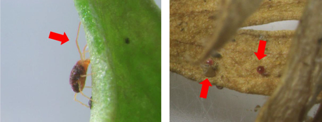 写真5：ホモノハダニ雌成虫（側面）※第1脚が突出して長い（矢印）、写真6：残渣に産下された卵。約0.1mm（写真提供：兵庫県県病害虫防除所）