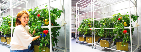 図1：LED植物工場における大玉トマト栽培