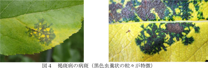 図4：褐斑病の病斑。黒色虫糞状の粒々が特徴（提供：岩手県病害虫防除所）