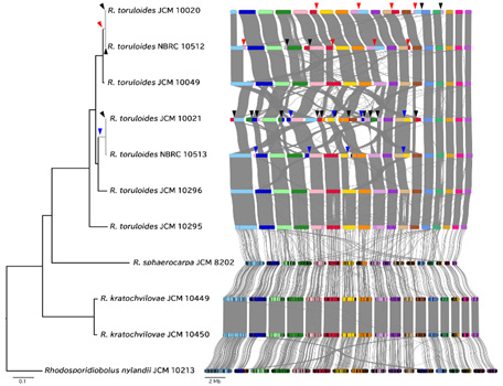 図：解読した菌株の系統関係と染色体構造。系統樹上の灰色の枝は実験室下で分岐した菌株。黒い矢印と赤・青の矢印は菌株特異的・系統特異的な転座（右）とその発生したタイミング（左）を示す