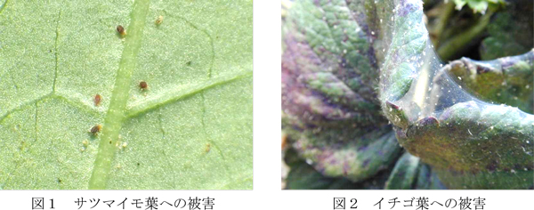図1：サツマイモ葉への被害と図2：イチゴ葉への被害（提供：徳島県立農林水産総合技術支援センター病害虫防除所）