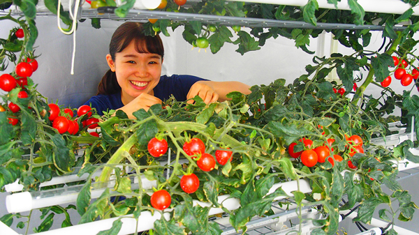 図1：LED植物工場におけるS字多段式ミニトマト栽培の実際の様子